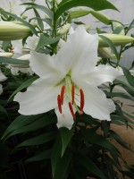 [4240 Siberia JWL No102.JPG]